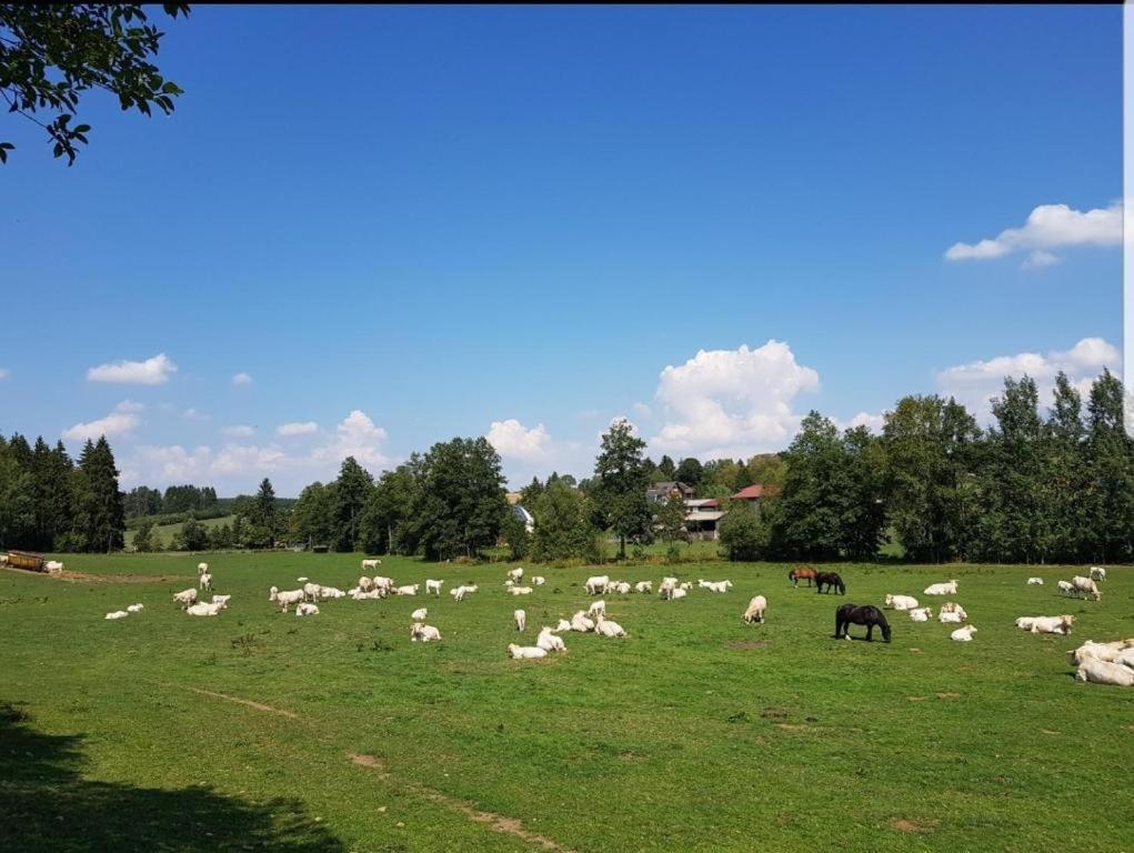 Landgasthof Gruener Baum Regnitzlosau Bagian luar foto